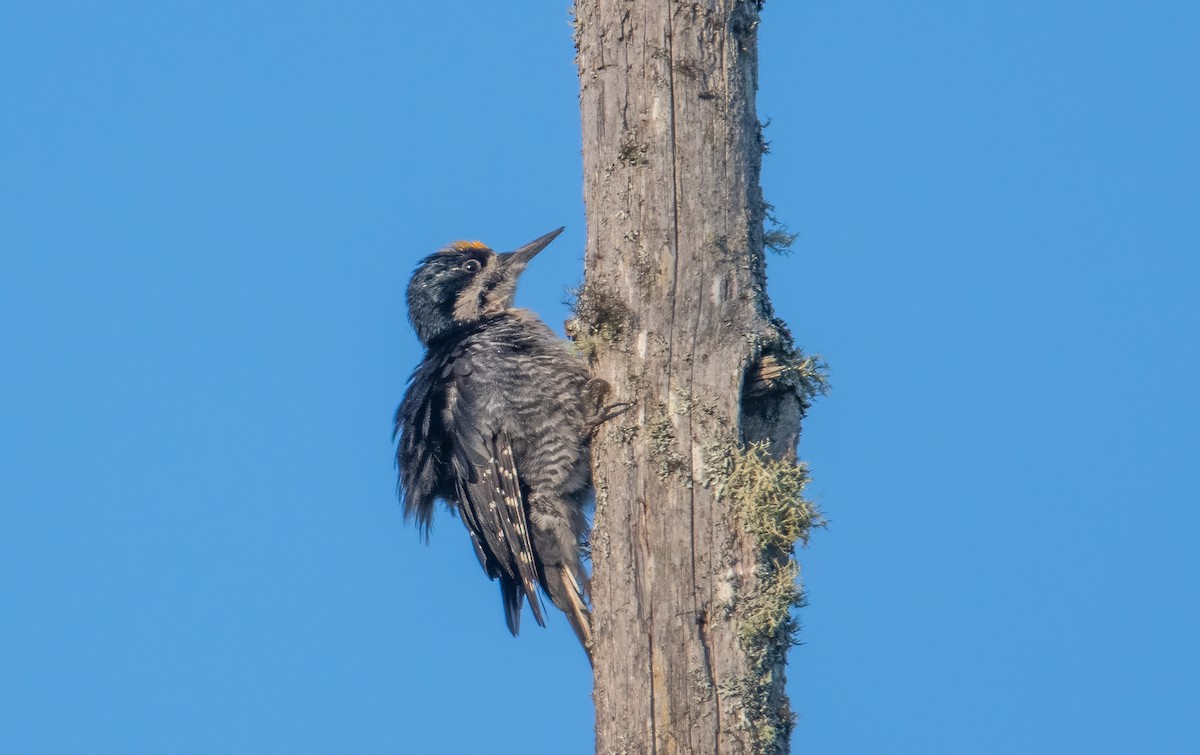 Black-backed Woodpecker - ML608301338