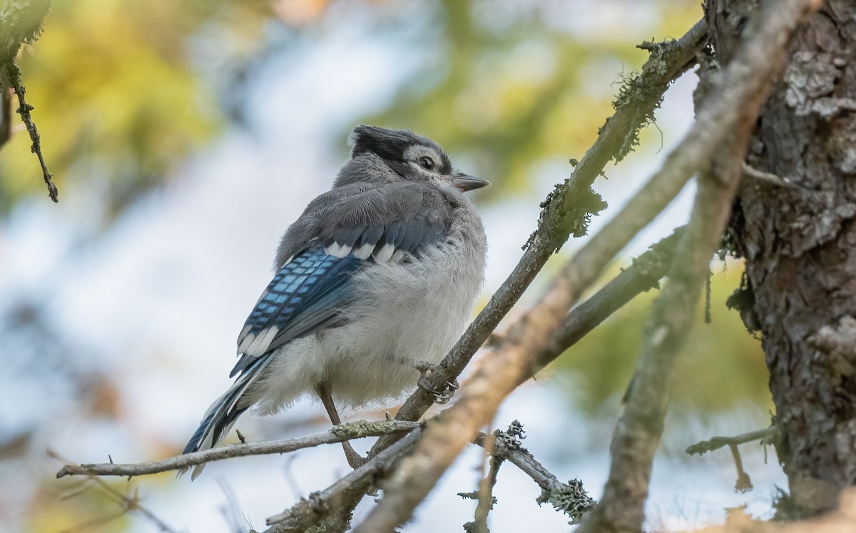 Blue Jay - Sandy Podulka