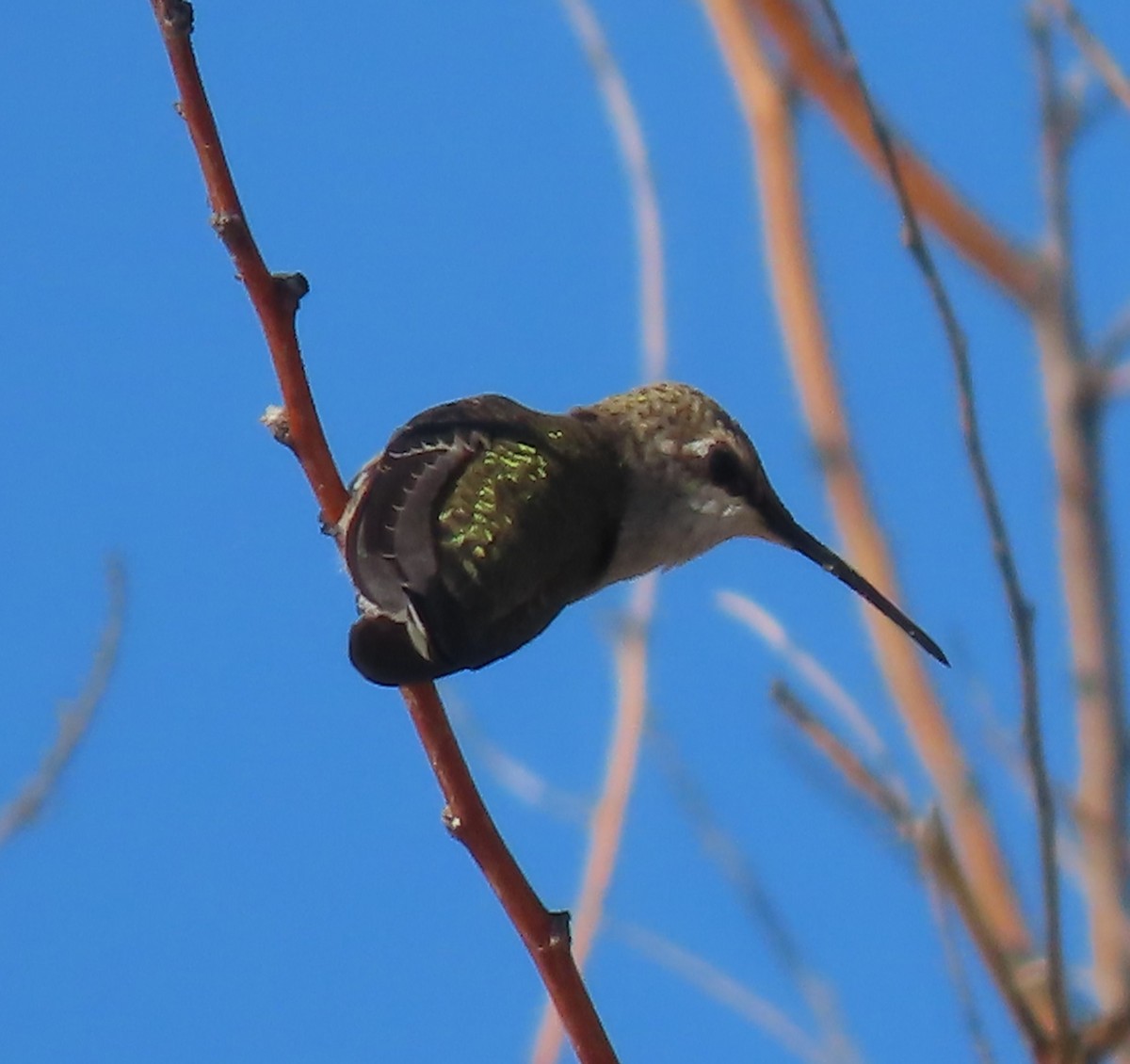 Black-chinned Hummingbird - ML608301392