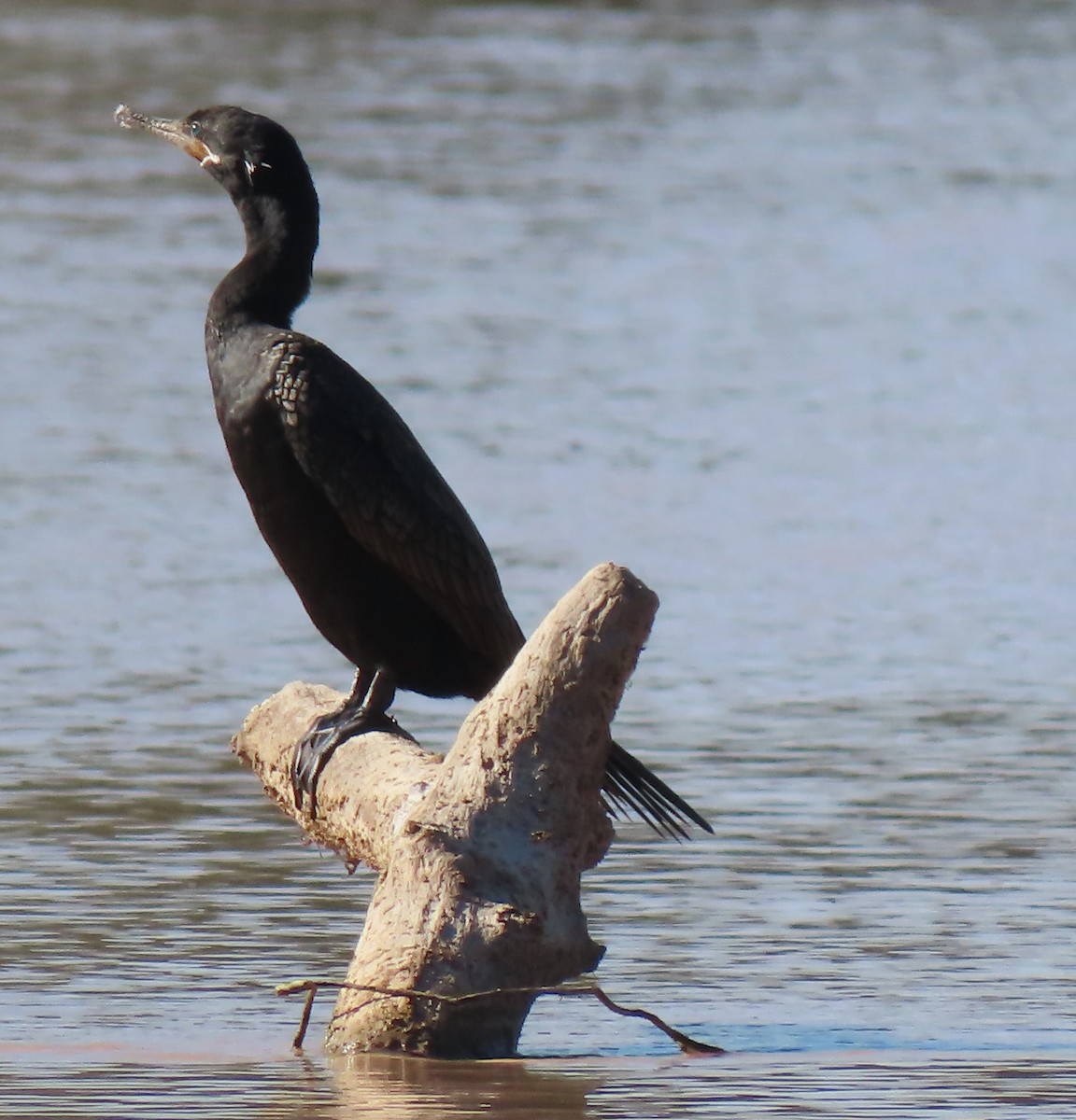 Neotropic Cormorant - Mark Romero