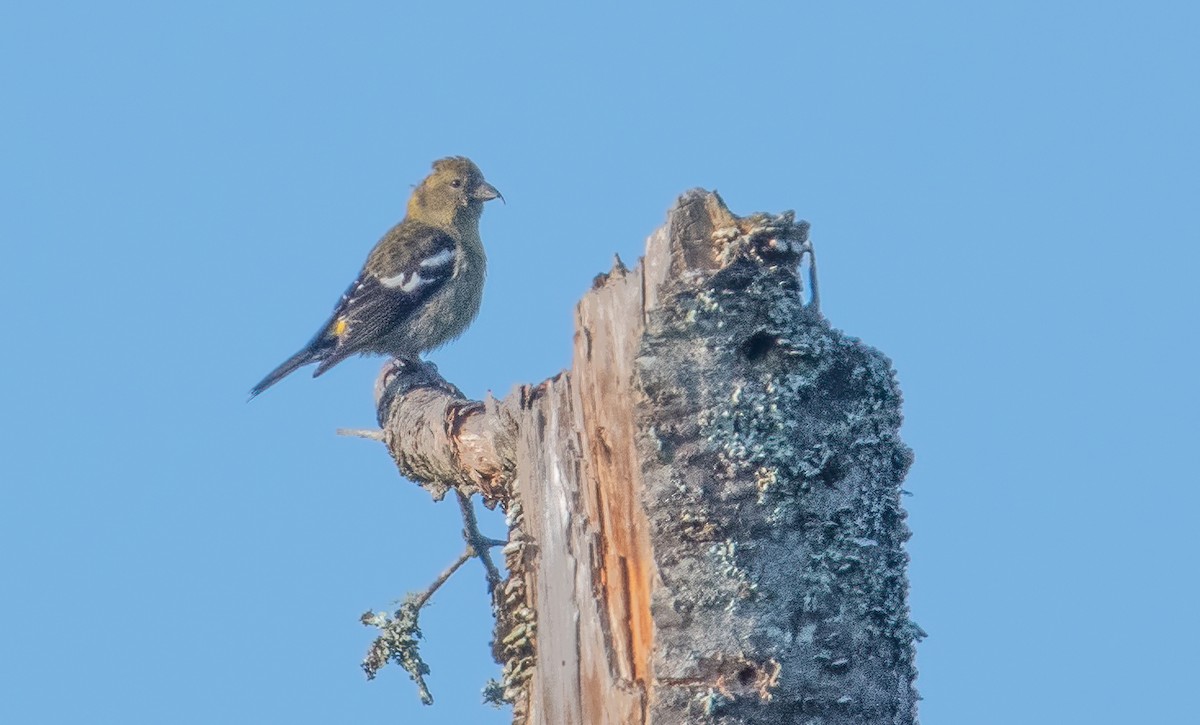 White-winged Crossbill - ML608301399