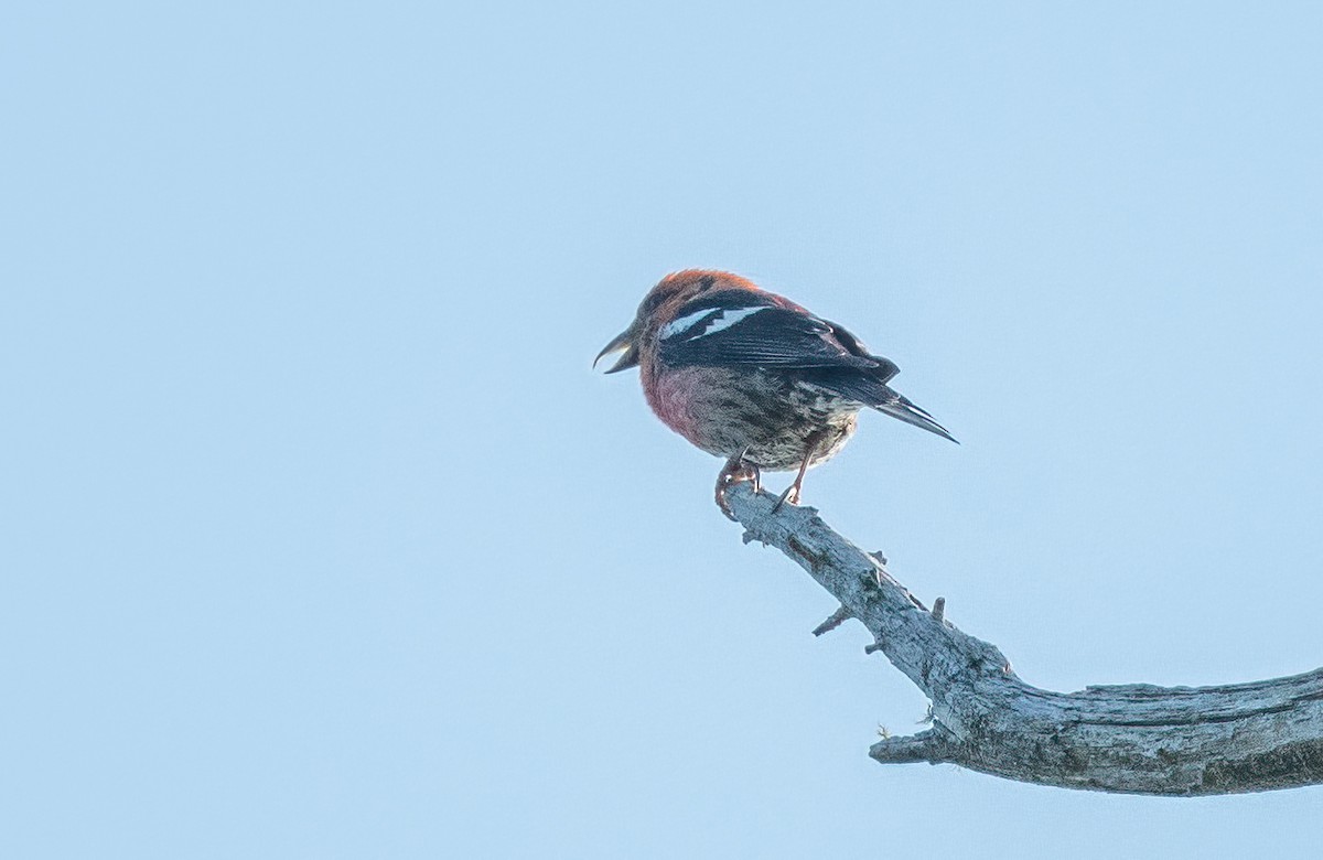 White-winged Crossbill - ML608301409