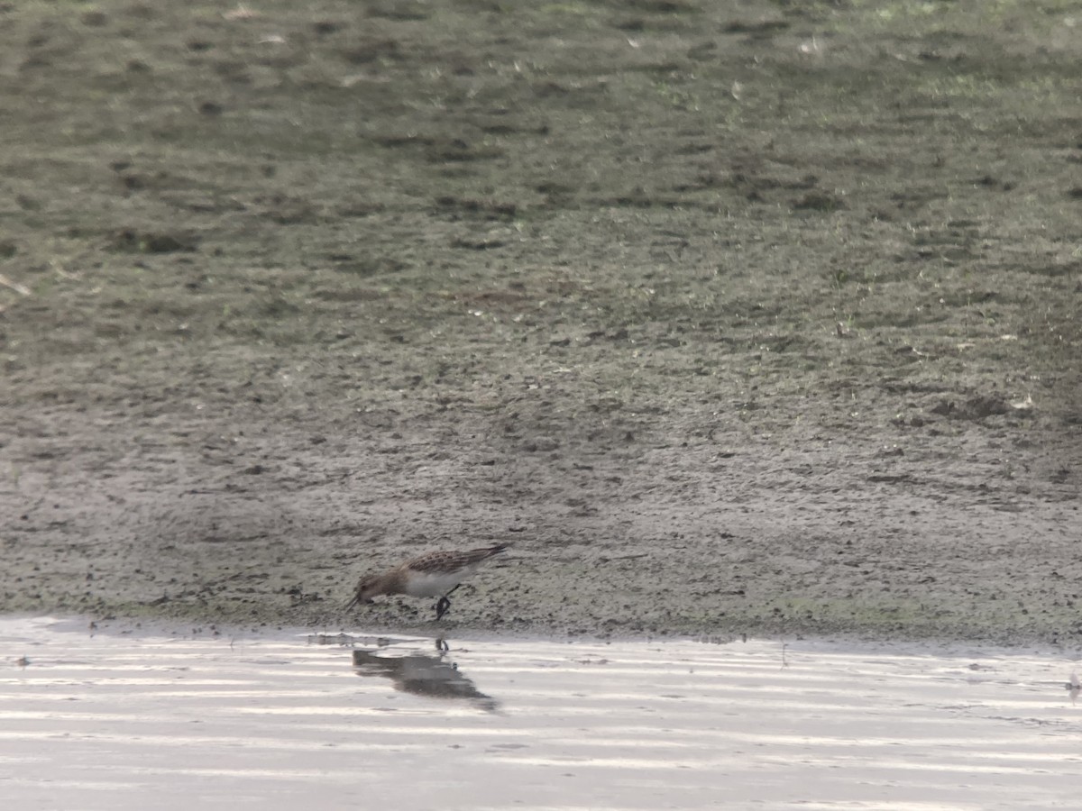 Baird's Sandpiper - ML608301418