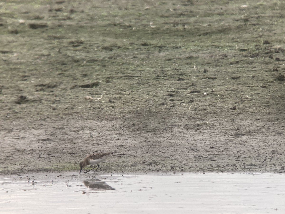 Baird's Sandpiper - ML608301419