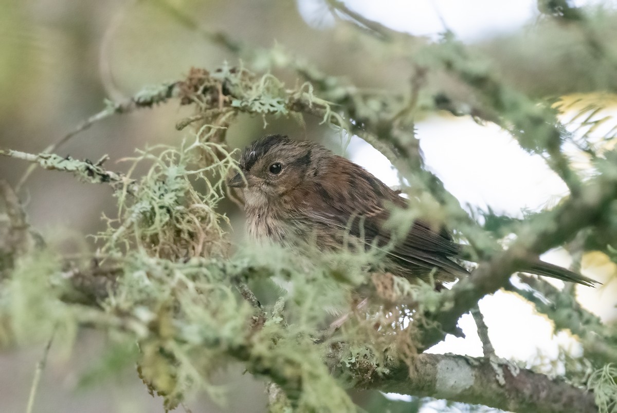 Swamp Sparrow - Sandy Podulka