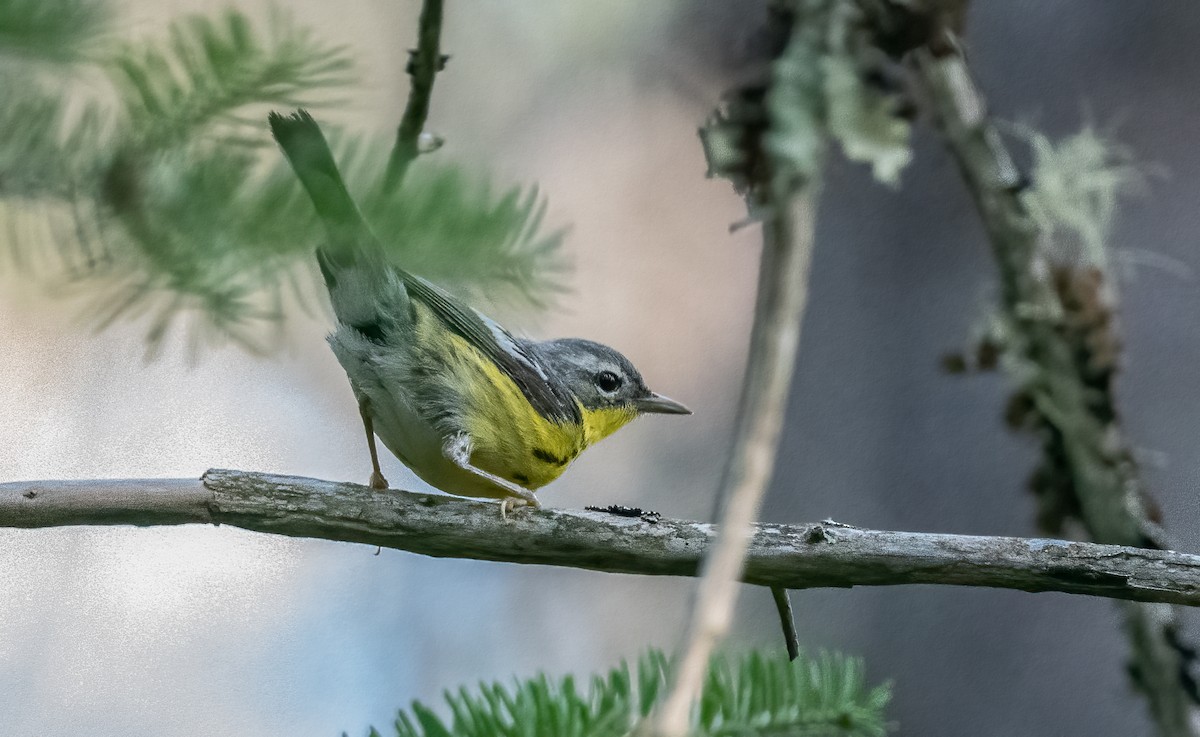 Magnolia Warbler - ML608301432