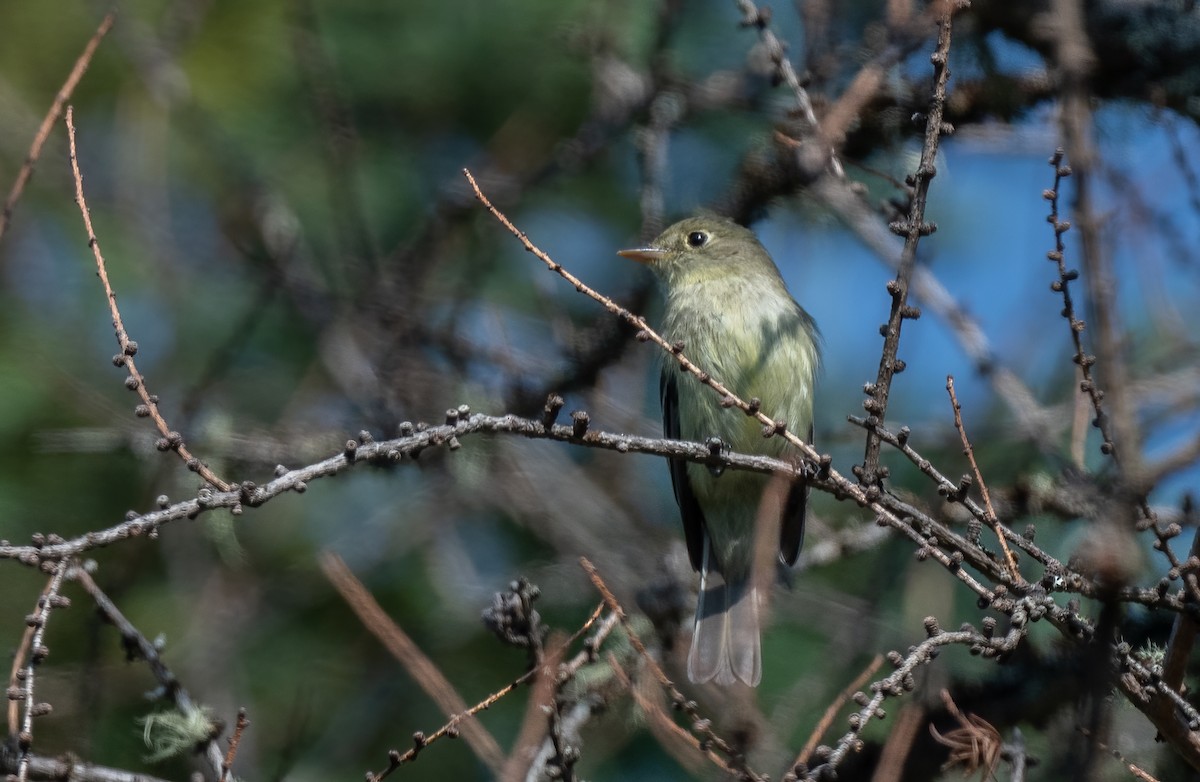 Yellow-bellied Flycatcher - ML608301450