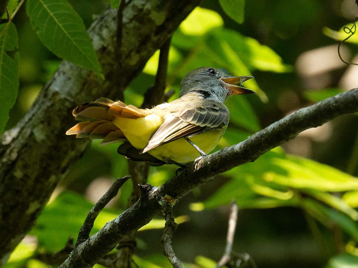 Great Crested Flycatcher - ML608301512