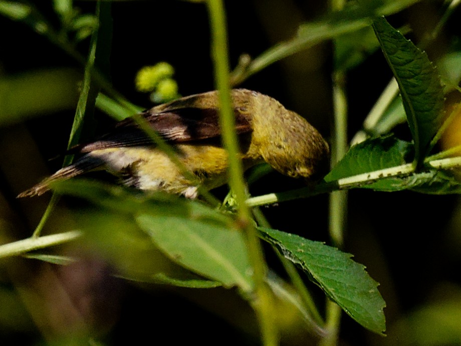 American Goldfinch - ML608301514