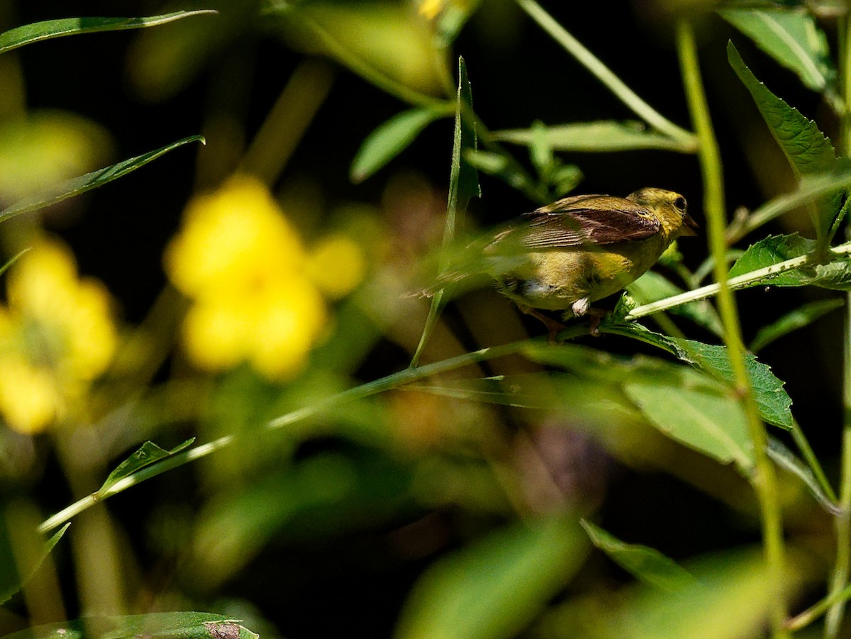 American Goldfinch - ML608301516