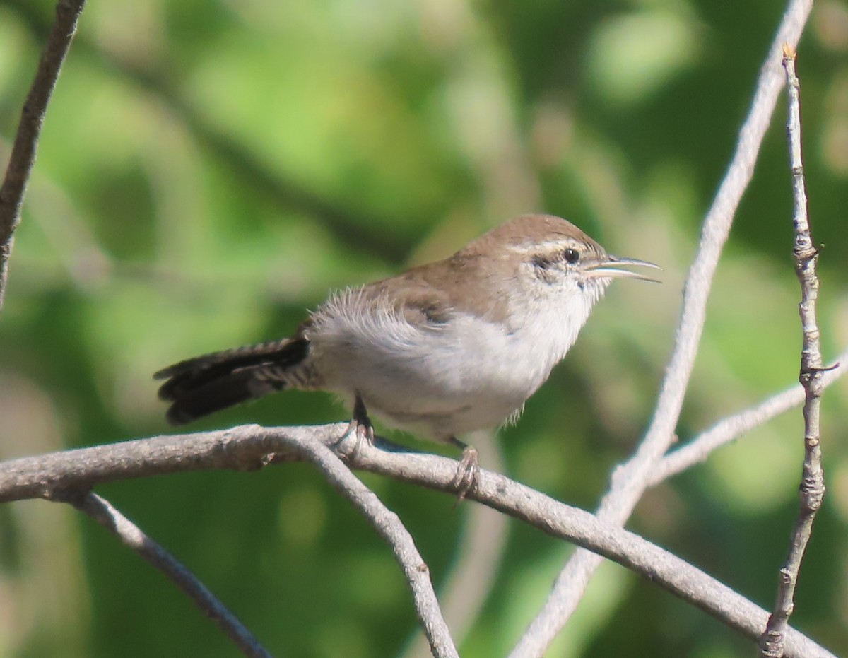 Bewick's Wren - Mark Romero