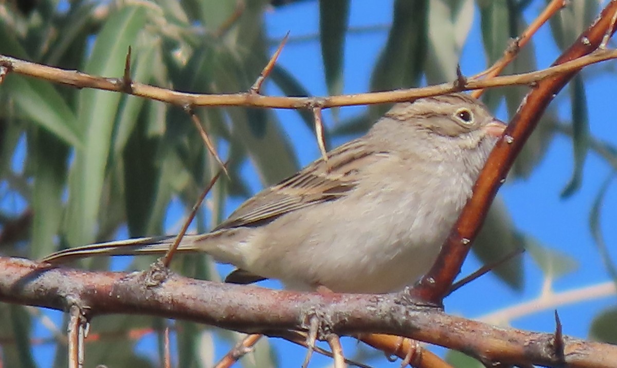 Brewer's Sparrow - Mark Romero