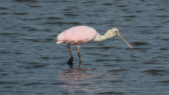 Roseate Spoonbill - ML608301723
