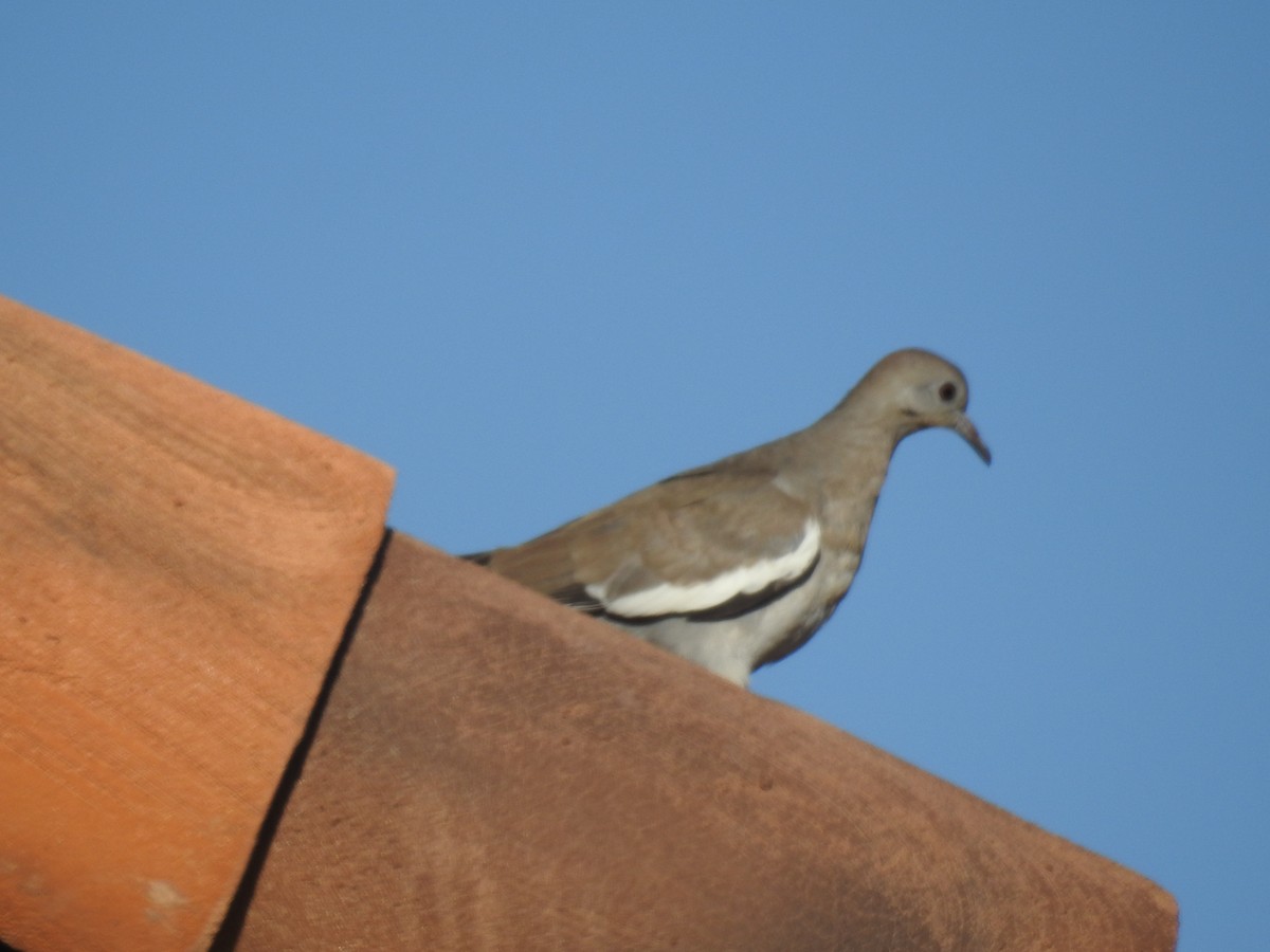 White-winged Dove - Forrest Luke