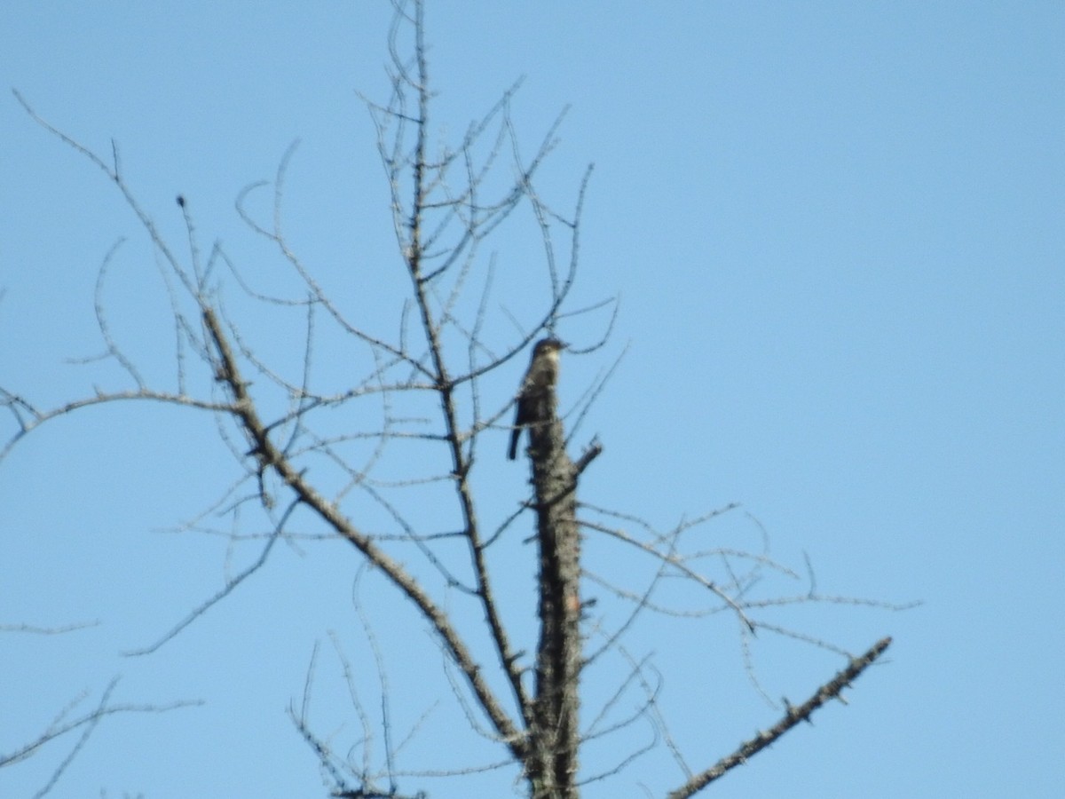 Olive-sided Flycatcher - ML608301803