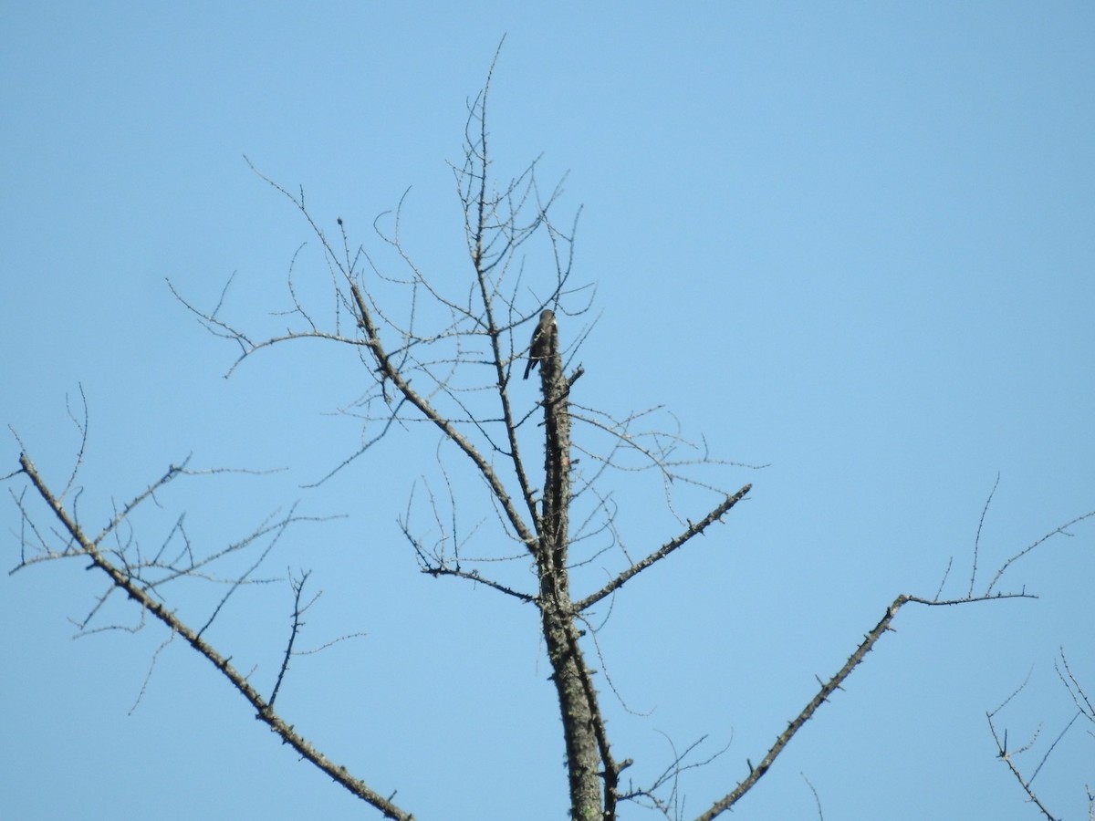 Olive-sided Flycatcher - ML608301804