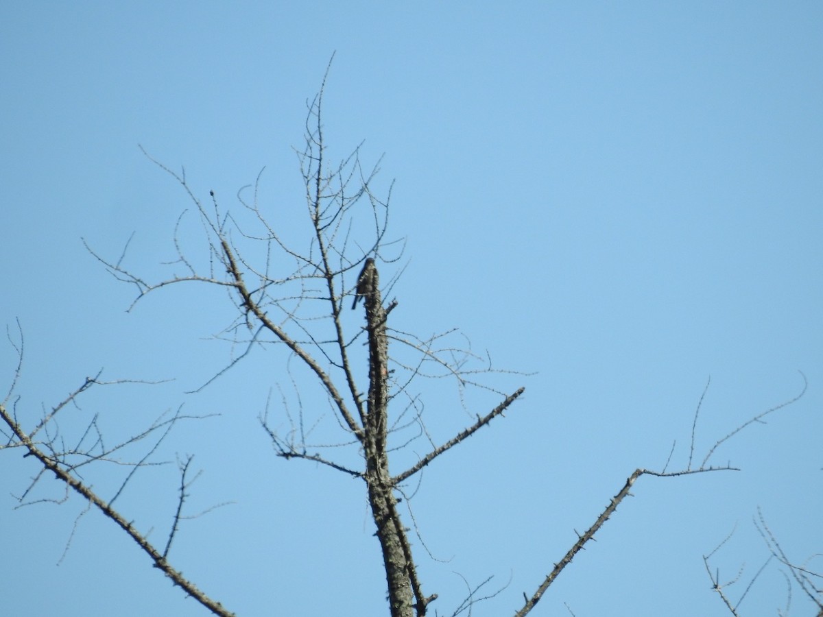 Olive-sided Flycatcher - ML608301805