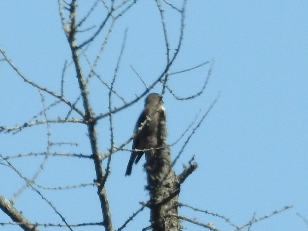 Olive-sided Flycatcher - ML608301806