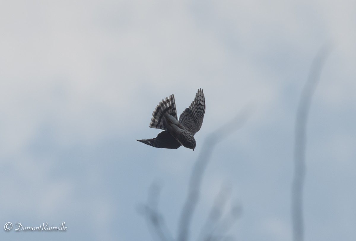 Sharp-shinned Hawk - ML608301869