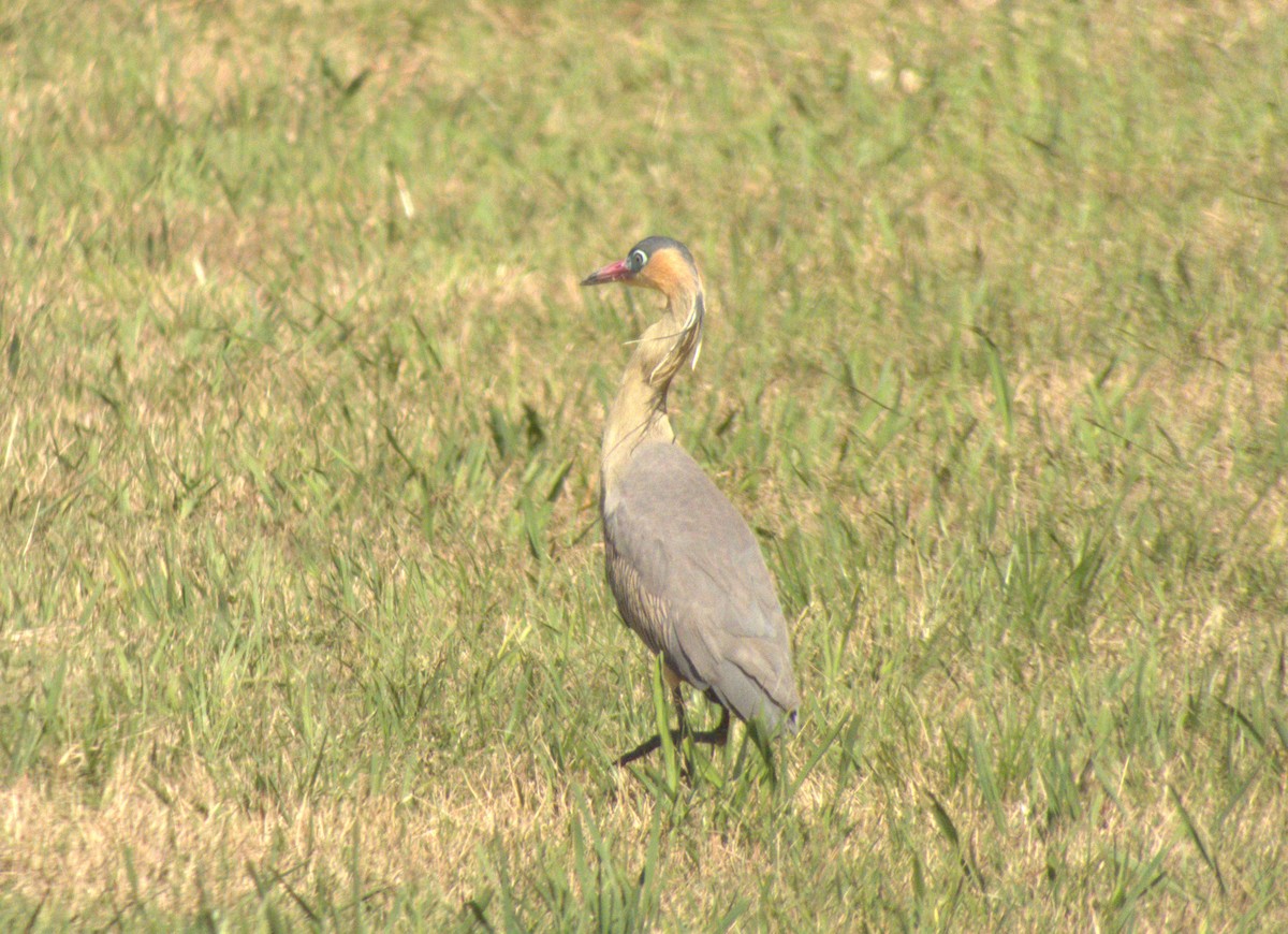 Whistling Heron - ML608301874