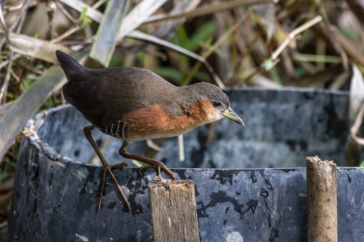 Rufous-sided Crake - Luiz Carlos Ramassotti