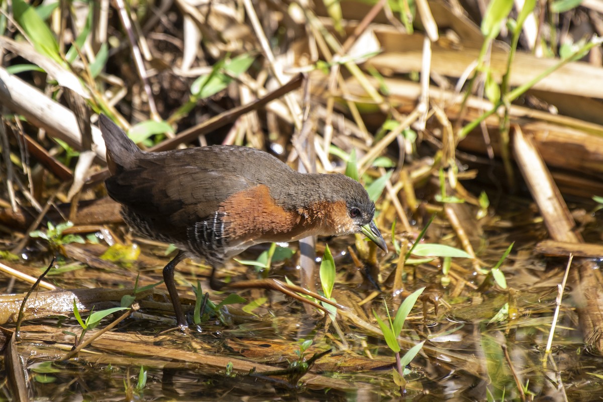 Rufous-sided Crake - ML608301923