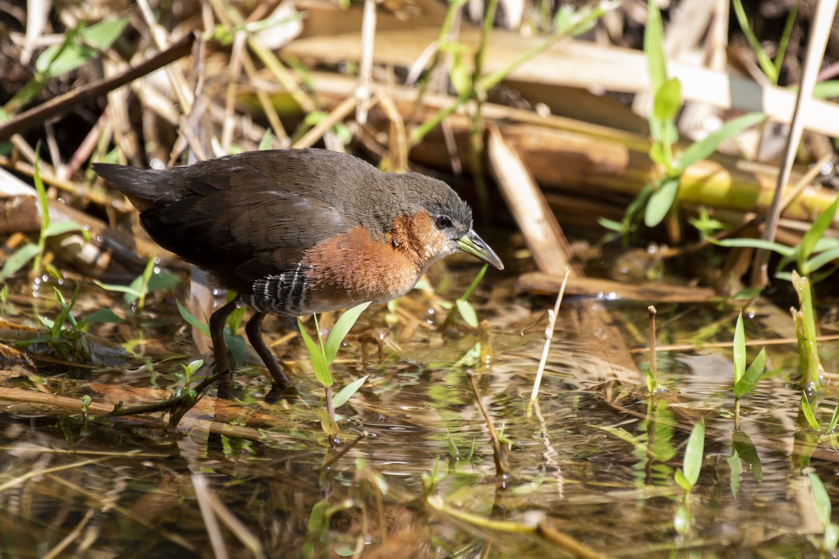 Rufous-sided Crake - Luiz Carlos Ramassotti