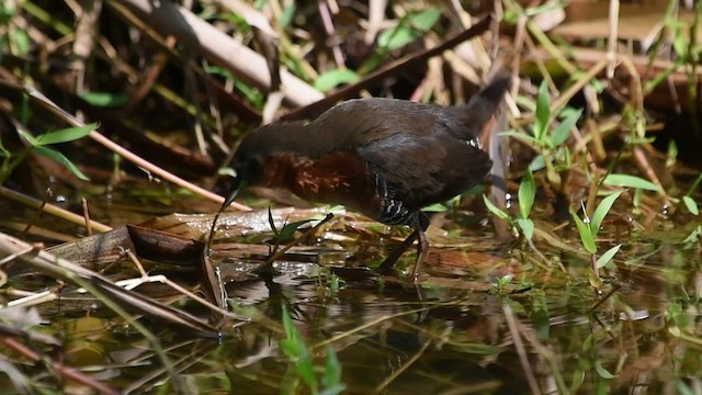 ノドジロコビトクイナ - ML608301925