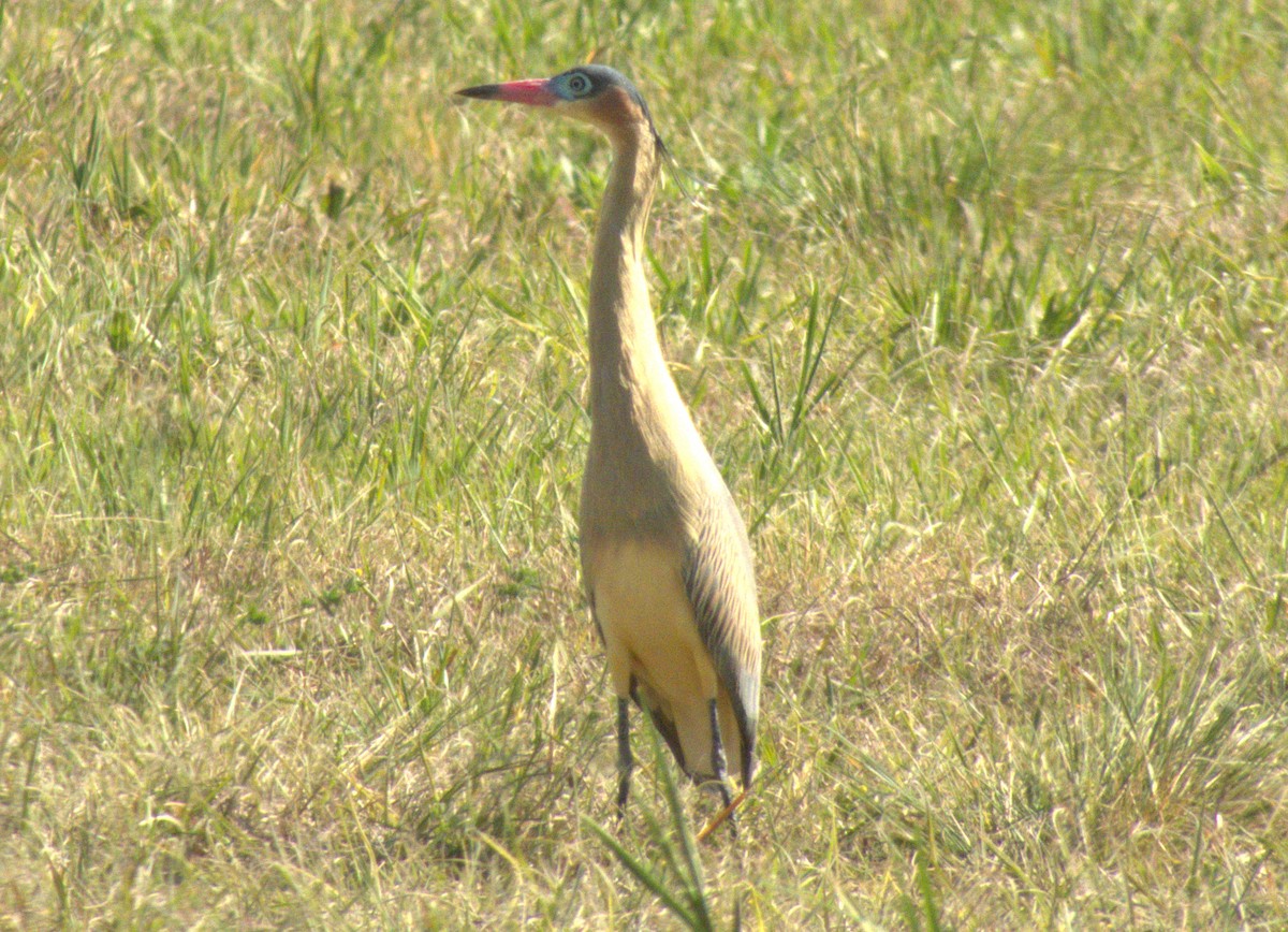 Whistling Heron - ML608301996