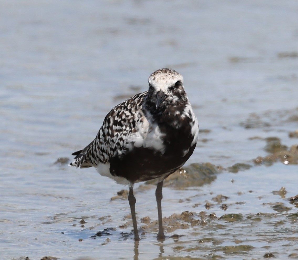 Black-bellied Plover - ML608302005