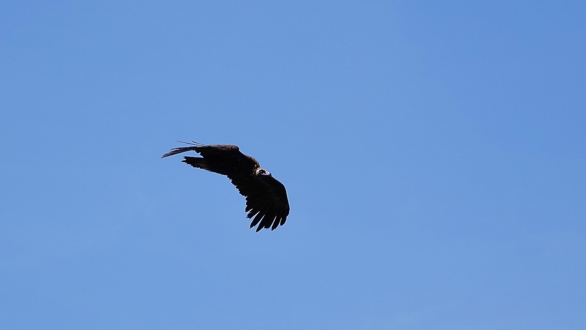 Cinereous Vulture - ML608302054