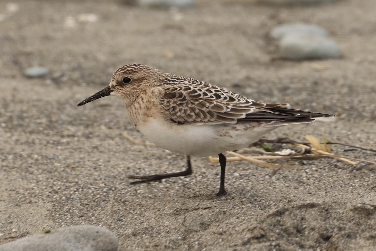 Baird's Sandpiper - ML608302072