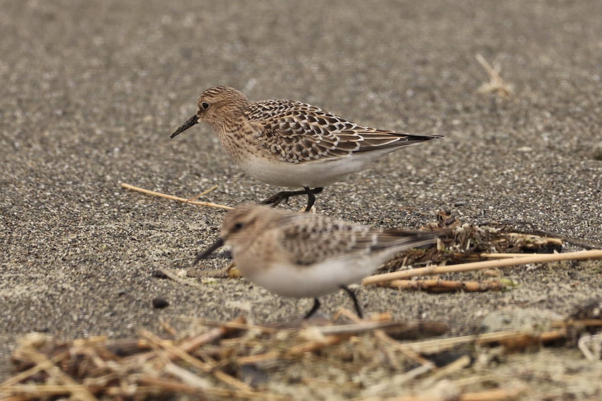 Baird's Sandpiper - ML608302074