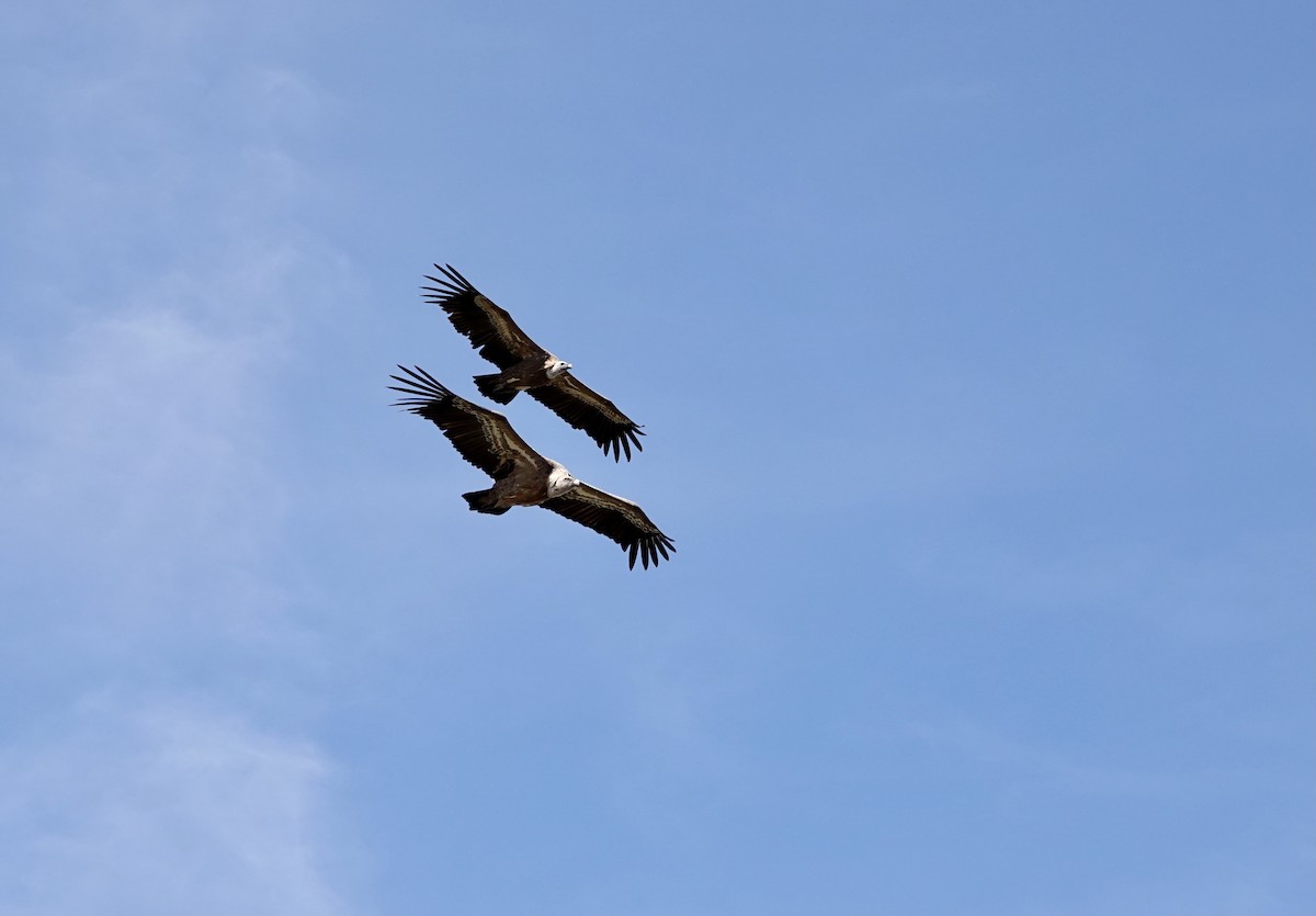 Eurasian Griffon - ML608302270