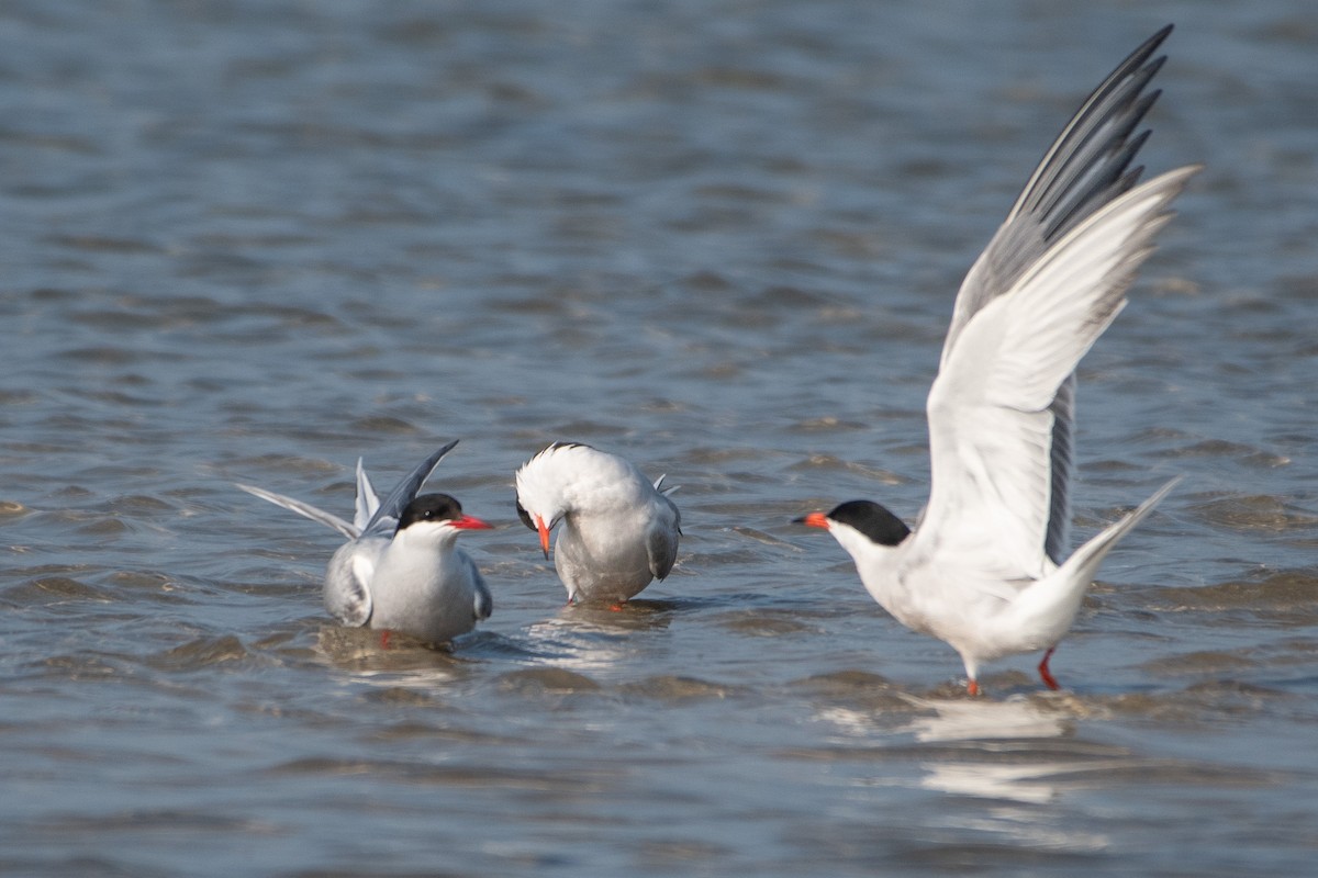 Arctic Tern - ML608302331