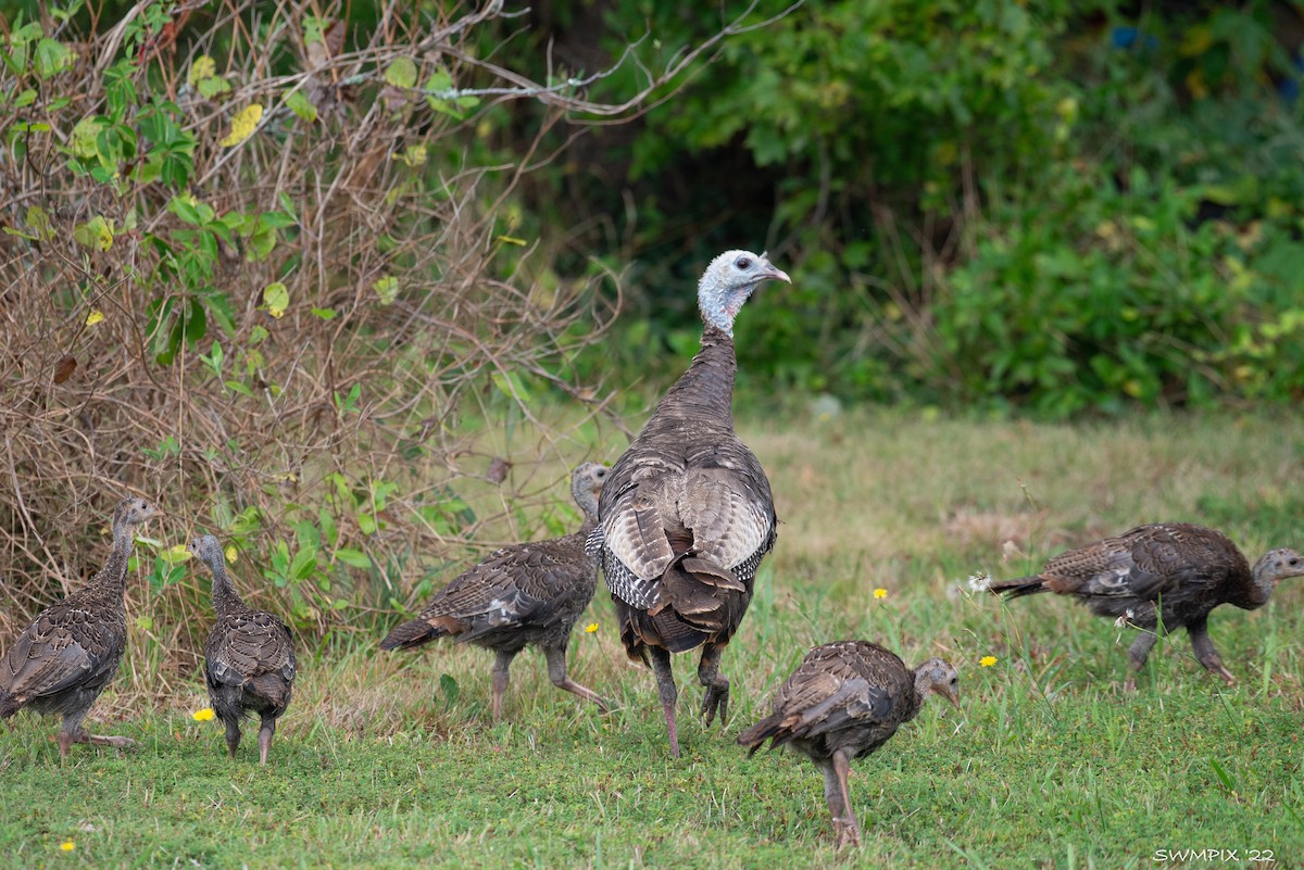 Wild Turkey - ML608302652