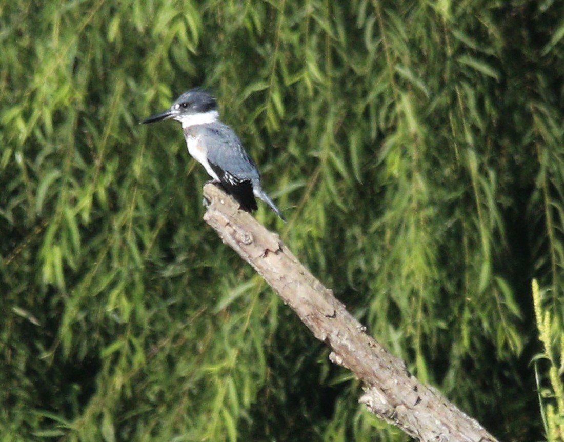 Belted Kingfisher - ML608302664