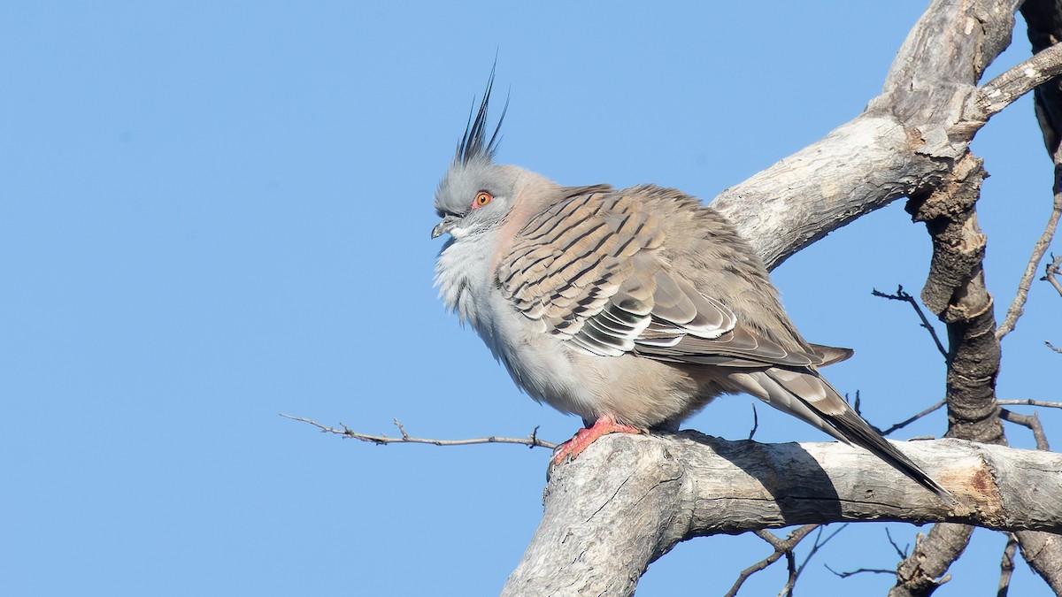 Crested Pigeon - ML608302713