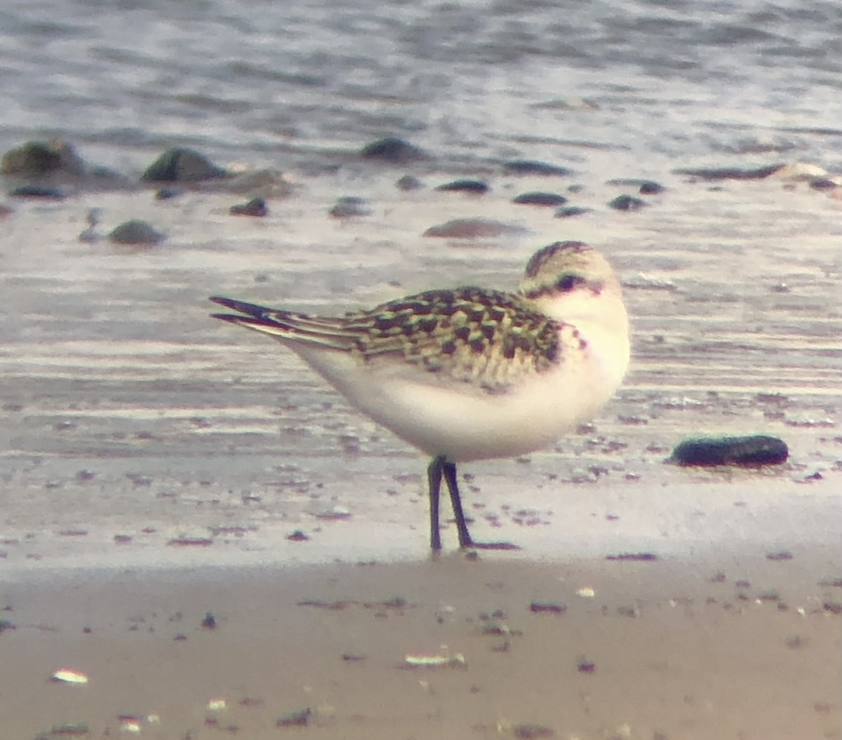 Sanderling - ML608302718