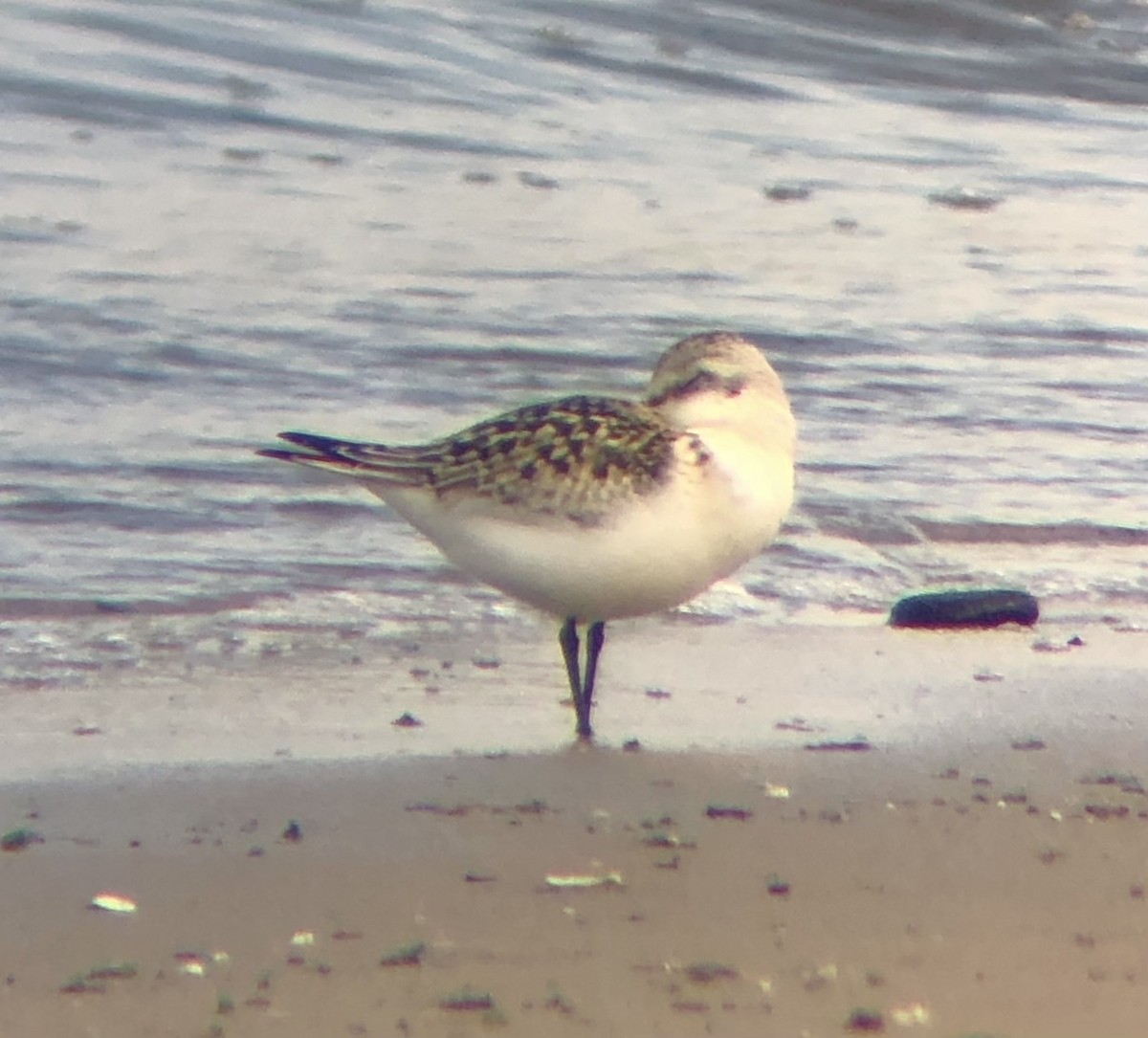 Sanderling - ML608302719