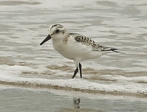 Sanderling - ML608302775