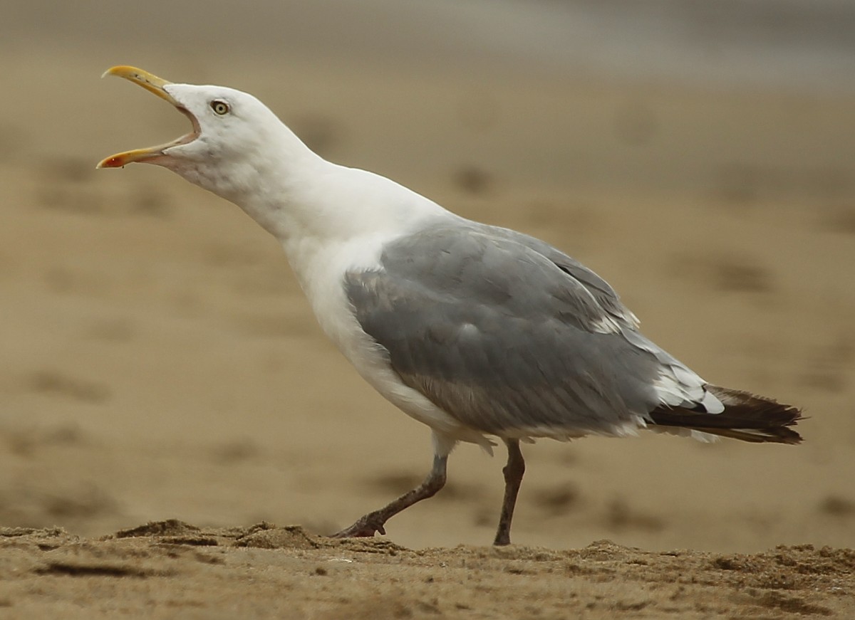 American Herring Gull - ML608302785