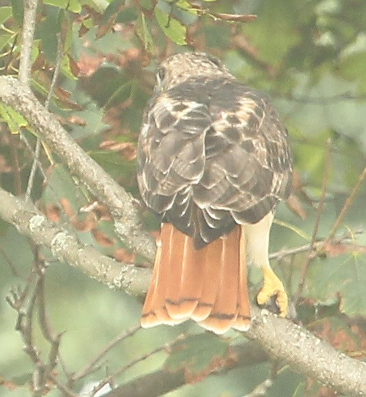Red-tailed Hawk - ML608302791