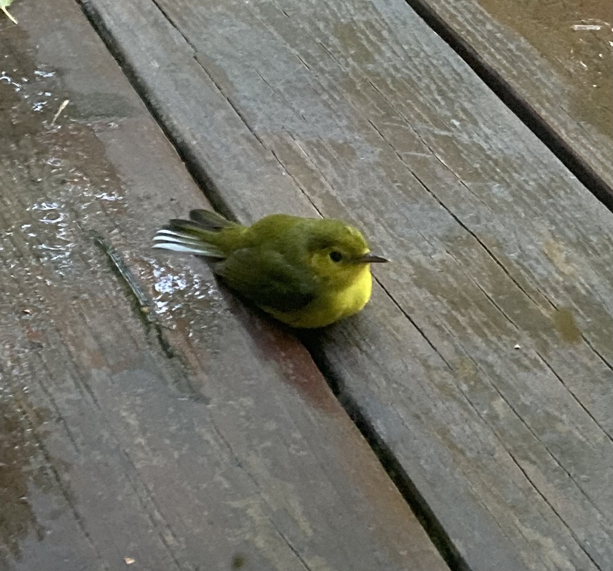 Hooded Warbler - M&D Freudenberg