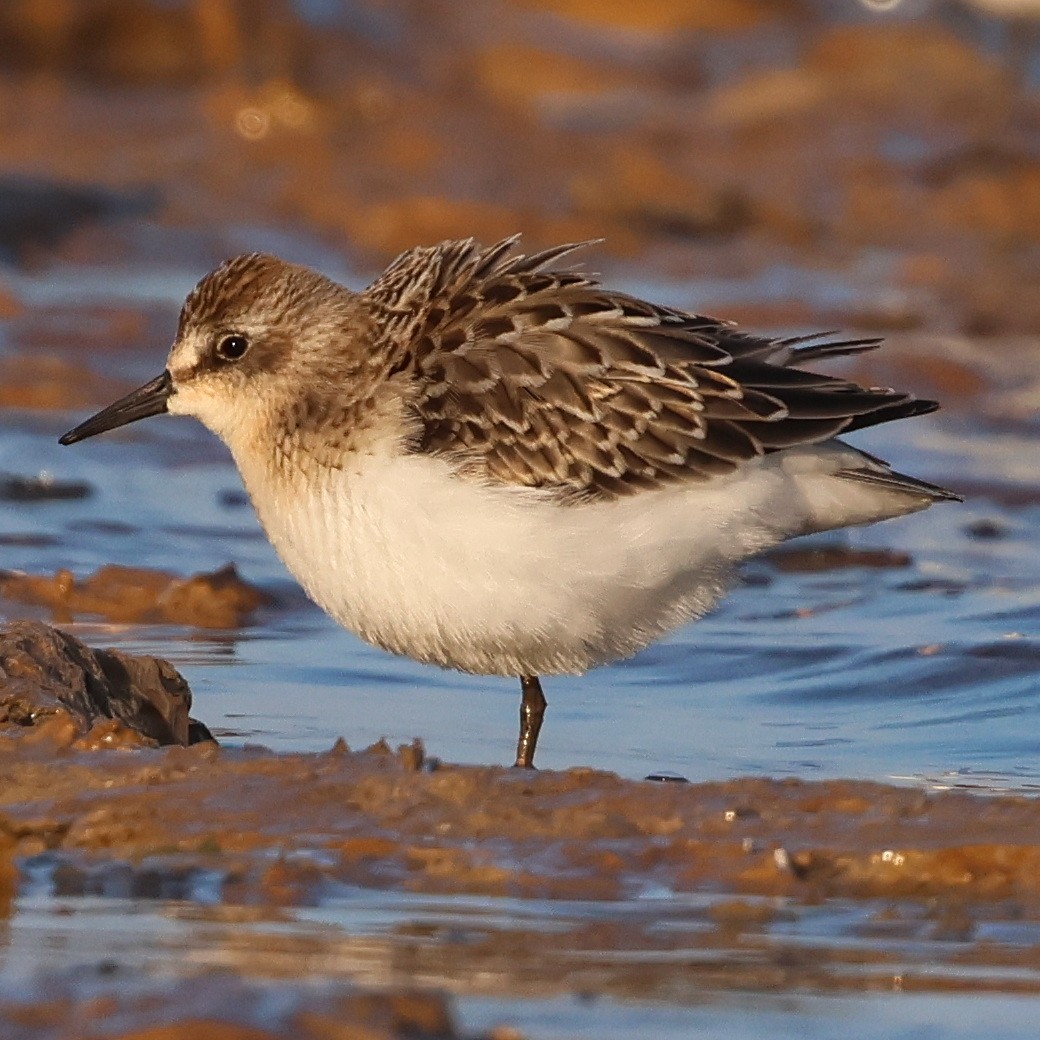 Sandstrandläufer - ML608302800