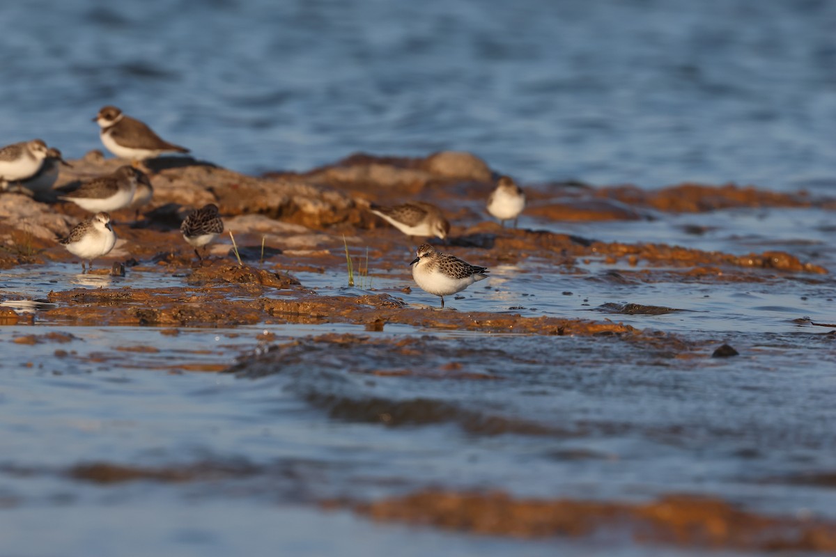 Sandstrandläufer - ML608302829