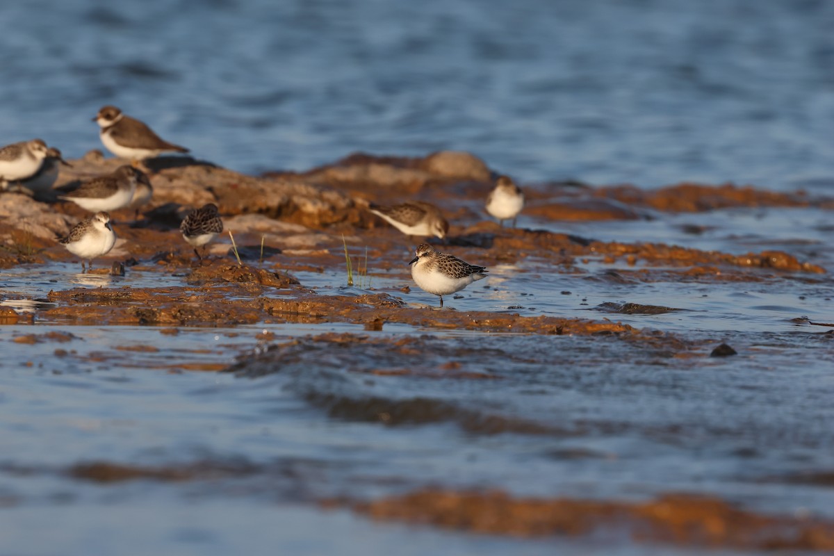 jespák srostloprstý - ML608302829