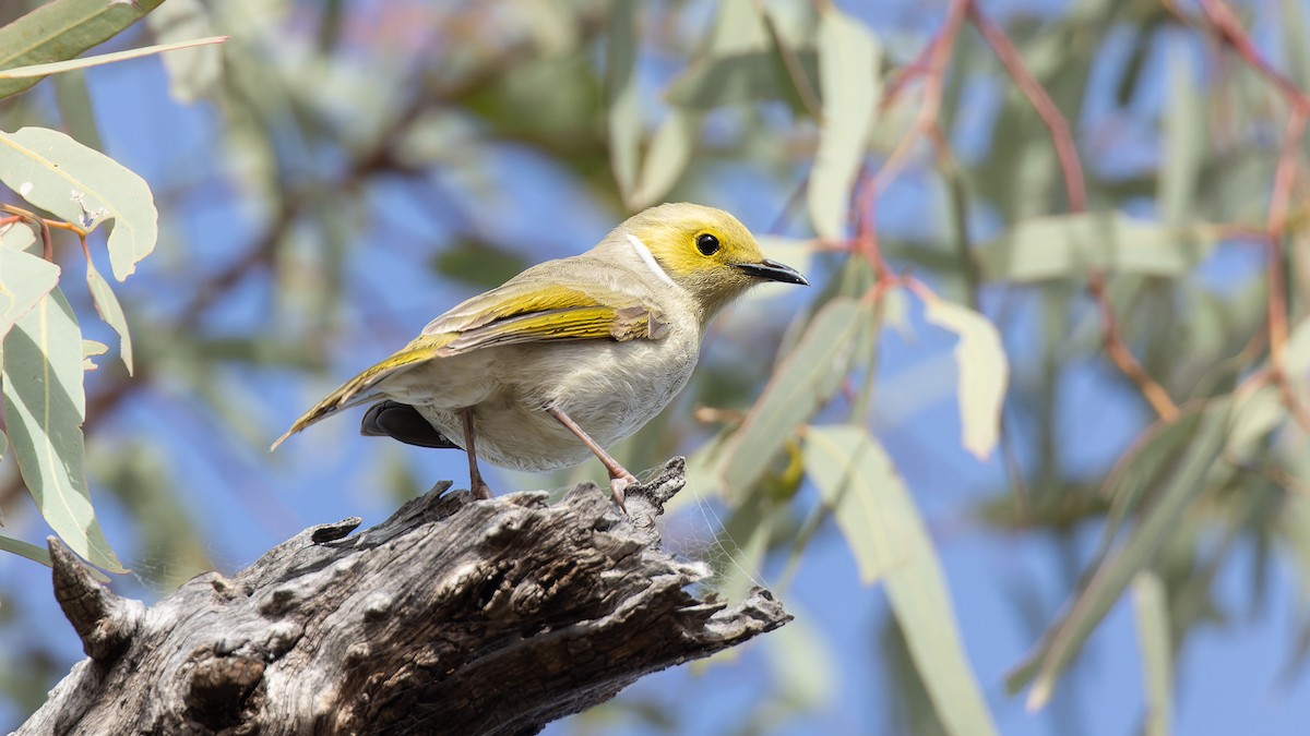 White-plumed Honeyeater - ML608302864