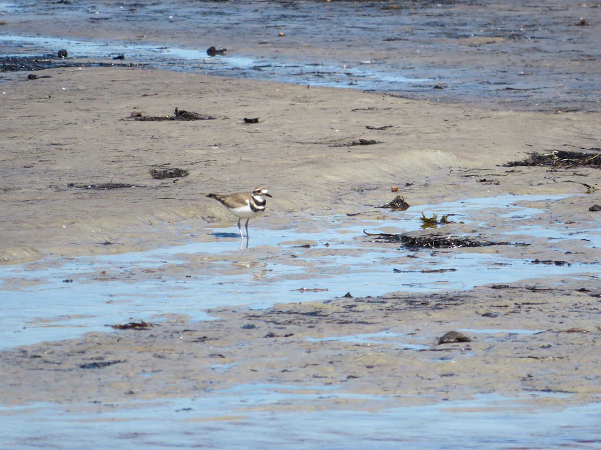 Killdeer - ML608303014