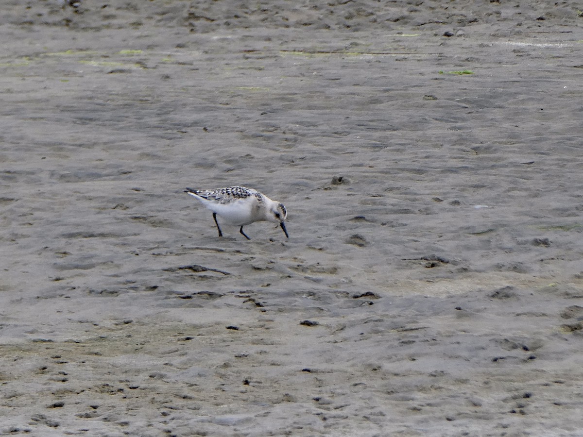 Bécasseau sanderling - ML608303017